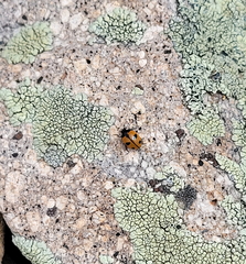 Coccinella alta
