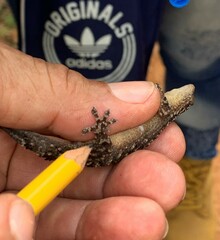 Hemidactylus palaichthus