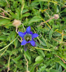 Gentiana