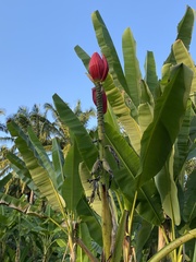 Musa splendida