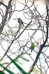 Psilopogon asiaticus