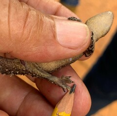 Hemidactylus palaichthus