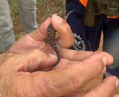 Hemidactylus palaichthus