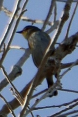 Setophaga coronata