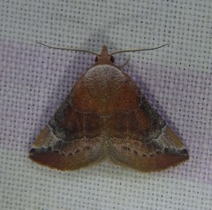 Mataeomera coccophaga