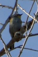 Setophaga coronata