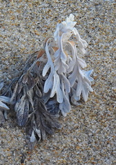 Artemisia stelleriana