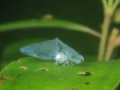 Pochazia