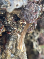 Styela montereyensis