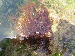 Gracilaria