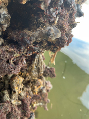 Styela montereyensis