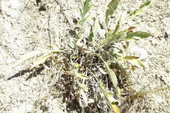 Psephellus turgaicus