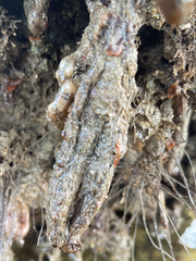 Styela montereyensis