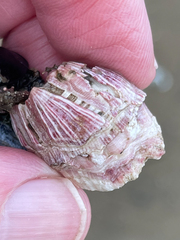 Megabalanus californicus