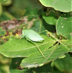 Amblycorypha oblongifolia