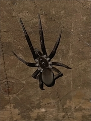 Kukulcania hibernalis