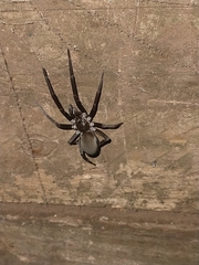 Kukulcania hibernalis
