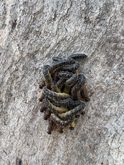 Perga affinis
