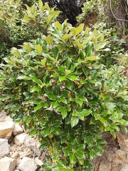 Macrolearia colensoi