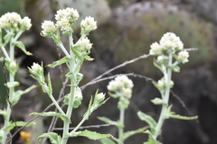 Pseudognaphalium