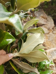 Macrolearia colensoi