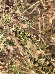 Acacia amblygona