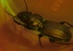 Megadromus antarcticus