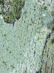 Lecanora albella