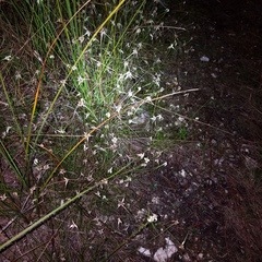 Rhynchospora floridensis