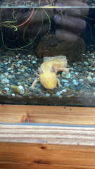 Ambystoma mexicanum