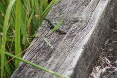 Pseudemoia rawlinsoni
