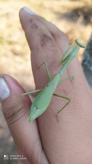 Stagmomantis