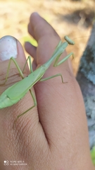 Stagmomantis