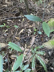 Anodendron affine