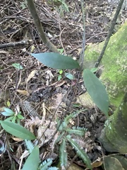Anodendron affine