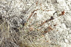 Atraphaxis frutescens