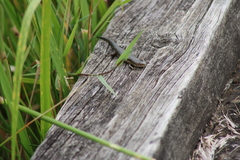 Pseudemoia rawlinsoni