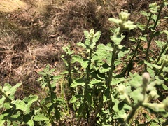 Pterocaulon redolens