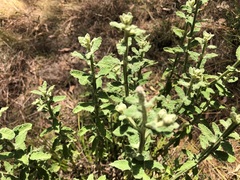 Pterocaulon redolens