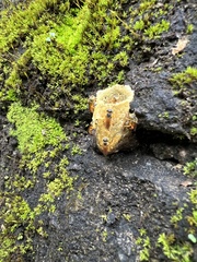 Nannotrigona testaceicornis