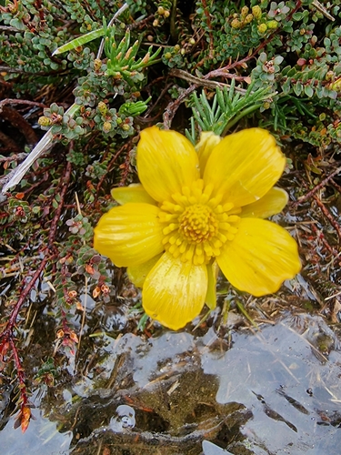 Image of Ranunculus gunnianus by (c) Richard Dimon, some rights reserved (CC BY)