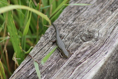 Pseudemoia rawlinsoni