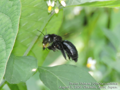 Xylocopa tranquebarorum