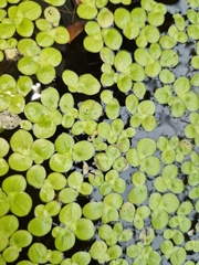 Spirodela polyrhiza