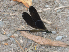 Atrocalopteryx atrata