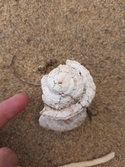 Modelia granosa