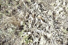 Psephellus turgaicus