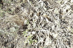 Psephellus turgaicus