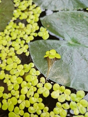Spirodela polyrhiza