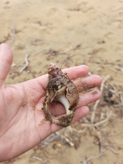 Struthiolaria papulosa